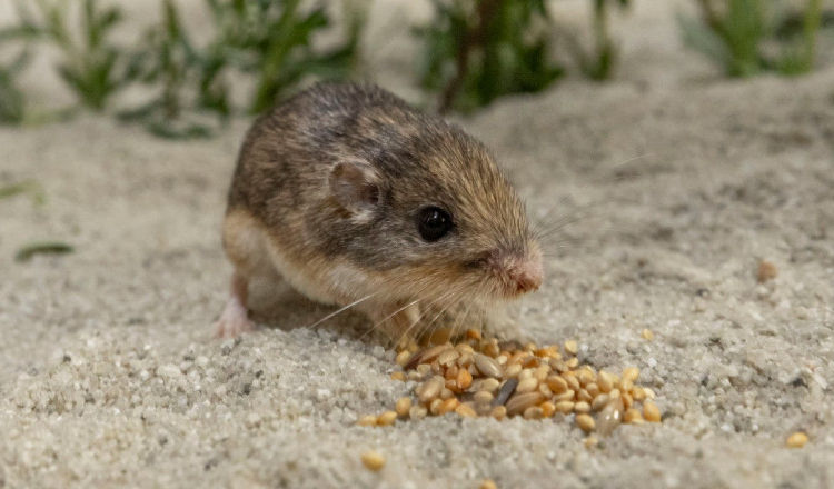 Cel mai bătrân șoarece din lume, botezat după actorul Patrick Stewart din ”Star Trek”, a intrat în Cartea Recordurilor