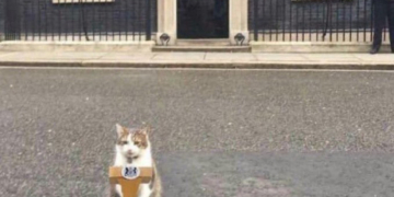 Motanul Larry, cel mai longeviv în serviciul de pe Downing Street 10. Niciun premier britanic nu a reușit această performanță