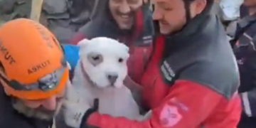 Doi câini au fost scoși vii și extrem de speriați la mai bine de 7 zile de la cutremur