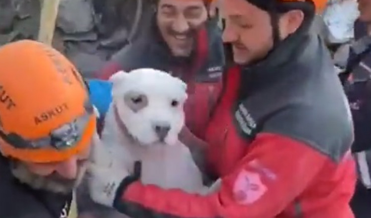 Doi câini au fost scoși vii și extrem de speriați la mai bine de 7 zile de la cutremur