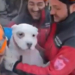 Doi câini au fost scoși vii și extrem de speriați la mai bine de 7 zile de la cutremur