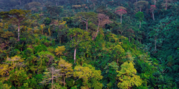 Pădurile tropicale devin mai vulnerabile la insecte și ciuperci dăunătoare din cauza încălzirii globale (studiu)