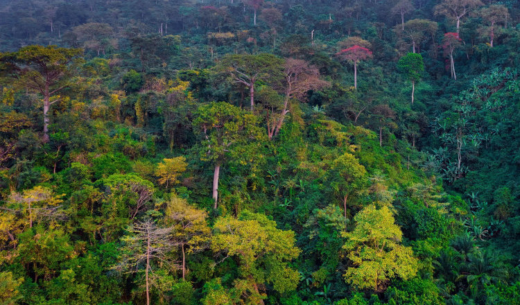 Pădurile tropicale devin mai vulnerabile la insecte și ciuperci dăunătoare din cauza încălzirii globale (studiu)