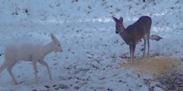 O căprioară albă, extrem de rară în fauna din România, surprinsă în Parcul Natural Bucegi