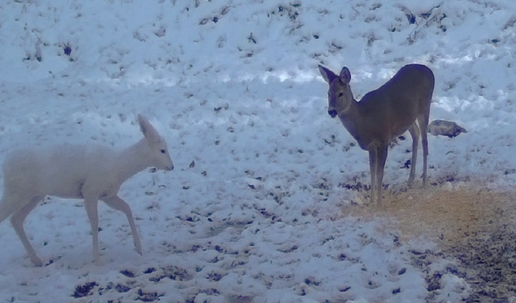 O căprioară albă, extrem de rară în fauna din România, surprinsă în Parcul Natural Bucegi