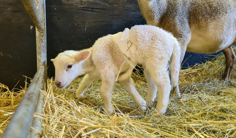 Un miel cu șase picioare s-a născut într-o fermă din Germania