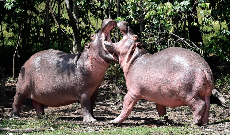 Zeci de hipopotami care trăiesc la fosta fermă a lui Pablo Escobar vor fi deportați din Columbia pentru că nu se opresc din reproducere