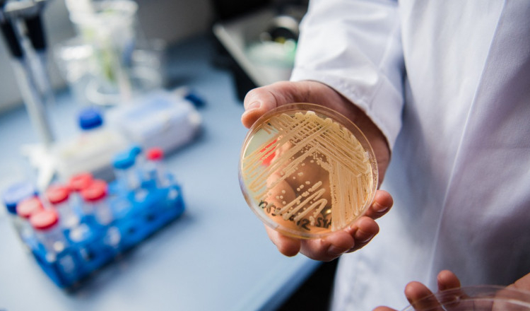 O ciupercă mortală rezistentă la medicamente se răspândește într-un ritm îngrijorător