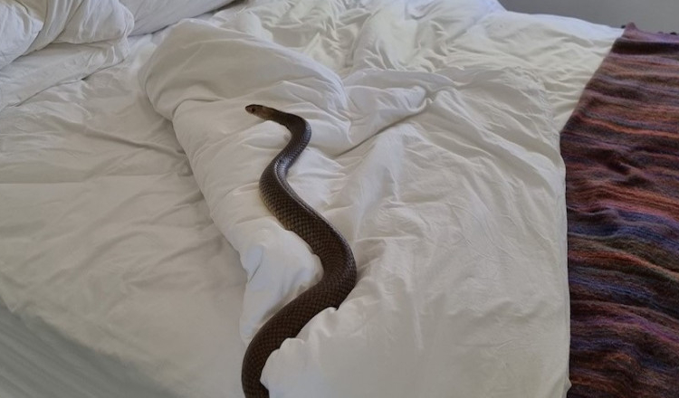 O femeie s-a trezit în pat cu un șarpe extrem de veninos, lung de 2 metri, în Australia
