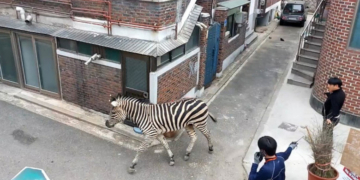 O zebră a evadat de la grădina zoologică și s-a plimbat mai multe ore prin centrul orașului Seul