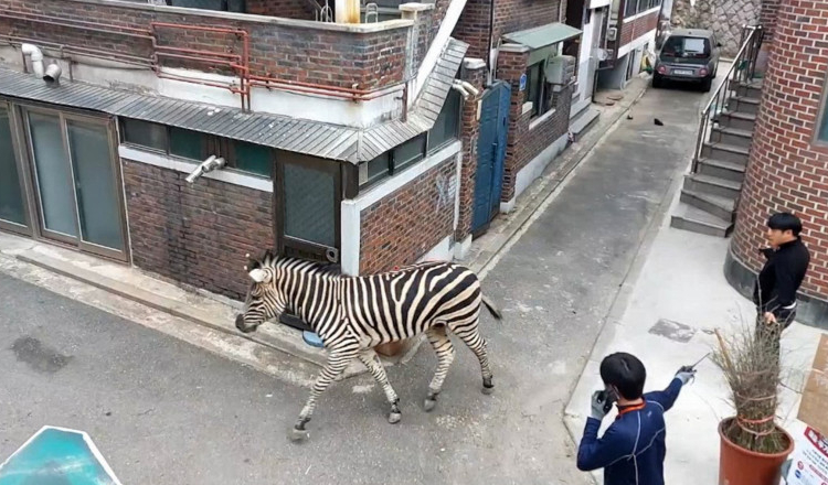 O zebră a evadat de la grădina zoologică și s-a plimbat mai multe ore prin centrul orașului Seul