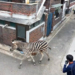 O zebră a evadat de la grădina zoologică și s-a plimbat mai multe ore prin centrul orașului Seul