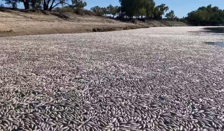 Milioane de peşti morți plutesc pe un fluviu din sud-estul Australiei