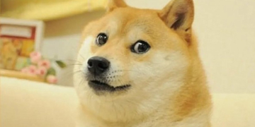 Elon Musk a schimbat logo-ul Twitter cu un câine Shiba Inu și criptomoneda Dogecoin a crescut imediat