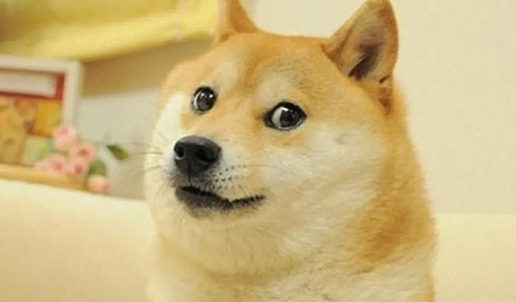 Elon Musk a schimbat logo-ul Twitter cu un câine Shiba Inu și criptomoneda Dogecoin a crescut imediat