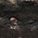 Oase umane descoperite în centrul Devei, în timpul unor lucrări de excavare