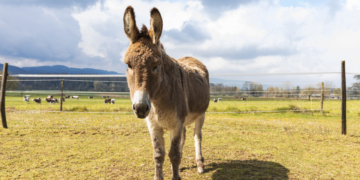 Caz șocant de zoofilie. O măgăriță ar fi fost abuzată sexual de un bărbat, pe un câmp din județul Brașov
