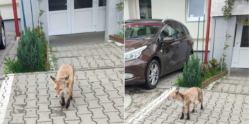 Vulpe surprinsă în timp ce hoinărea printre blocuri, în plină zi, în Cluj. „Ăștia suntem!”
