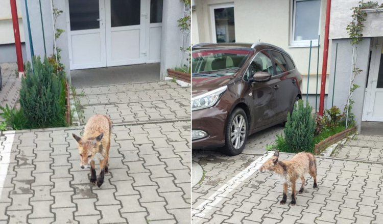Vulpe surprinsă în timp ce hoinărea printre blocuri, în plină zi, în Cluj. „Ăștia suntem!”
