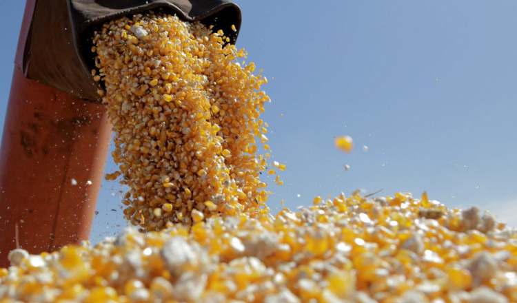 România interzice, timp de o lună, importurile de grâu, porumb, floarea-soarelui și rapiță din Ucraina