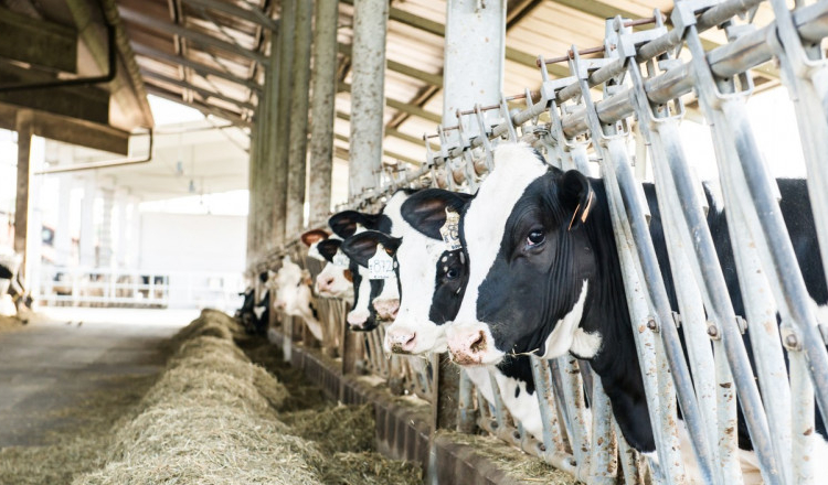 Legea prin care crescătorii de vaci primesc ajutor de la stat a fost promulgată. Cele cinci condiții care trebuie îndeplinite