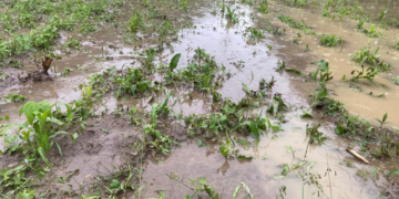 „Dezastru. Așa ceva nu a fost niciodată”. Cod portocaliu de ploi în 7 județe: străzi și case inundate, grădini devastate de viituri