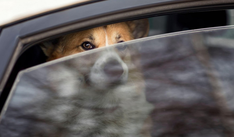 Un cățel de două luni a murit după ce stăpâna lui l-a lăsat încuiat într-o mașină, în Argeș. Femeia s-a ales cu dosar penal