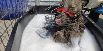 Un câine căzut într-o cisternă îngropată, în care se afla un amestec de ulei și combustibil, a fost salvat de doi tineri