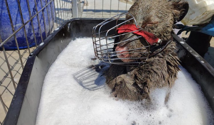 Un câine căzut într-o cisternă îngropată, în care se afla un amestec de ulei și combustibil, a fost salvat de doi tineri