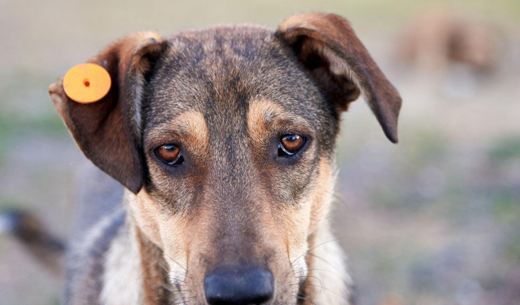 Un bărbat din Prahova s-a ales cu dosar penal după ce a călcat intenționat cu mașina un câine