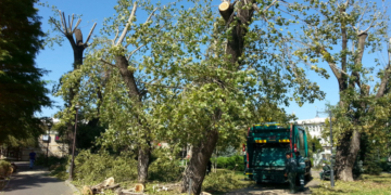 Prefectul Capitalei anunţă că va începe toaletarea de urgenţă a peste 10.000 de copaci din București