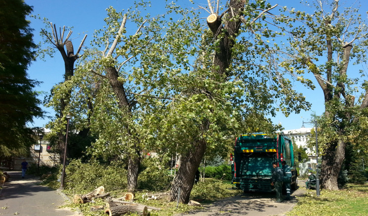 Prefectul Capitalei anunţă că va începe toaletarea de urgenţă a peste 10.000 de copaci din București