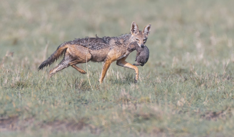 Câți bani poți primi dacă găsești un șacal sau o vulpe moarte și anunți laboratoarele sanitar-veterinare
