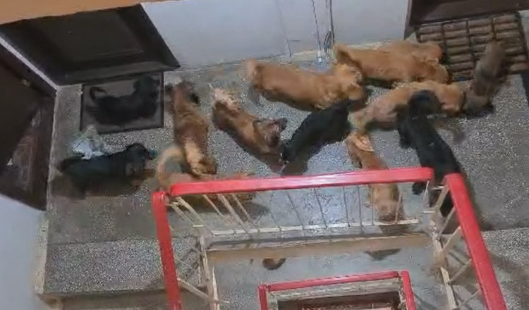 Locatari terorizați de o vecină care crește 20 de câini în apartament. Instanța le-a dat dreptate, dar degeaba