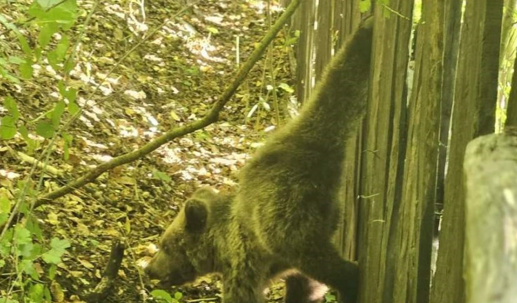 Zeci de oameni s-au mobilizat în Vrancea ca să salveze un ursuleț blocat în gard. Puiul s-a speriat, s-a zbătut și s-a eliberat singur