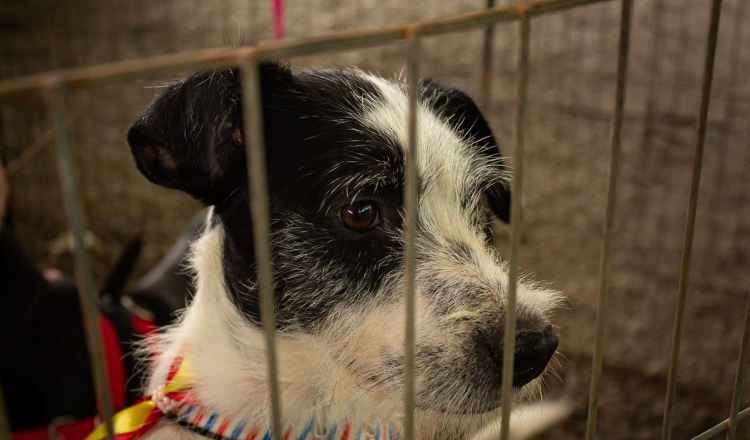 Un nou târg de adopții pentru căței are loc sâmbătă, 9 septembrie, în parcul IOR