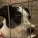 Un nou târg de adopții pentru căței are loc sâmbătă, 9 septembrie, în parcul IOR