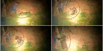Un bărbat a fost filmat în timp ce lovea cu parul un urs care dormea liniștit în pădure. Animalul s-a năpustit asupra lui