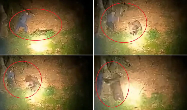 Un bărbat a fost filmat în timp ce lovea cu parul un urs care dormea liniștit în pădure. Animalul s-a năpustit asupra lui