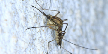 53 de cazuri confirmate cu virusul West Nile în România. Recomandările INSP pentru oameni