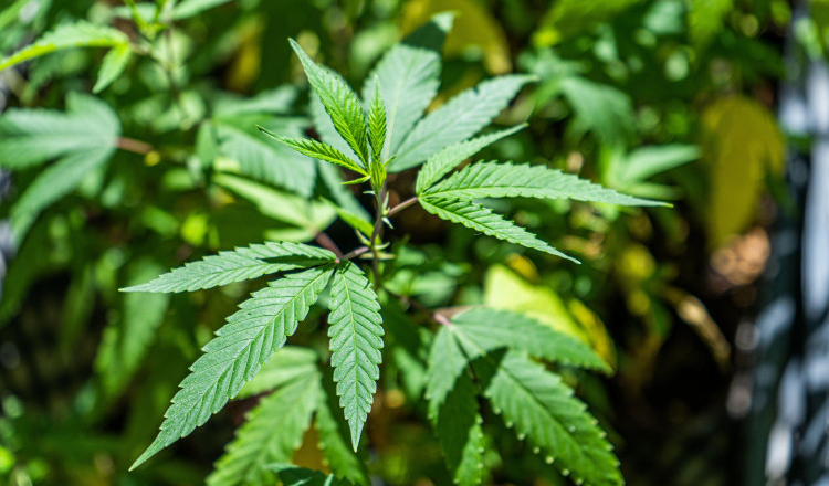 Senatorii din Comisia juridică au dat raport negativ propunerii de dezincriminare a posesiei de canabis, în limita a 3 grame