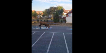 VIDEO. Un cerb a intrat în curtea unei școli din Râșnov. Autoritățile au intervenit pentru a înlătura animalul