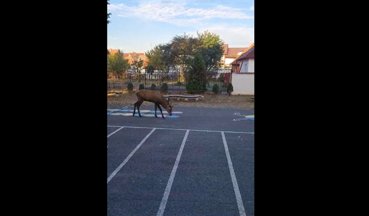 VIDEO. Un cerb a intrat în curtea unei școli din Râșnov. Autoritățile au intervenit pentru a înlătura animalul