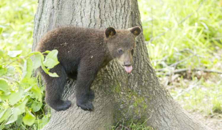 Cadavrul unui pui de urs a fost găsit atârnând într-un copac din județul Harghita