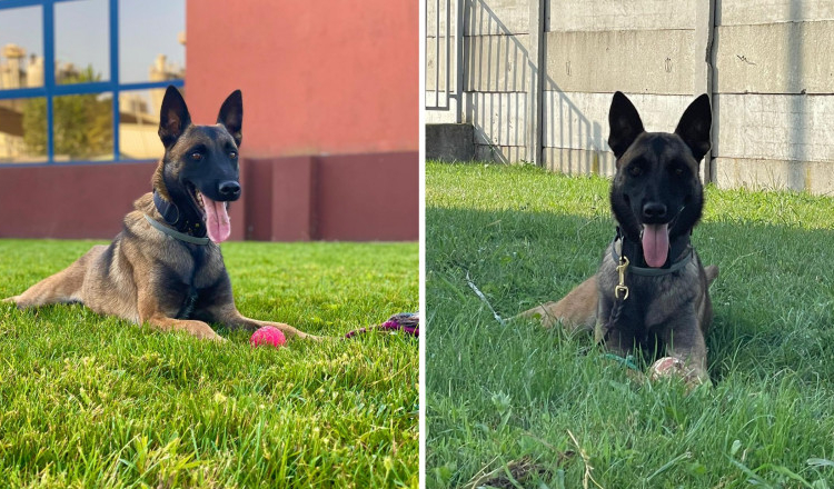 Kaya și Tano au descoperit cele 106 kilograme de Ecstasy din Argeș, cea mai mare captură făcută vreodată în România