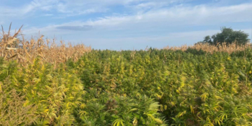 Cultură de canabis de 1,2 tone, ascunsă într-un lan de porumb în Neamț. Doi traficanți furau de la „cultivator” ca să vândă mai departe