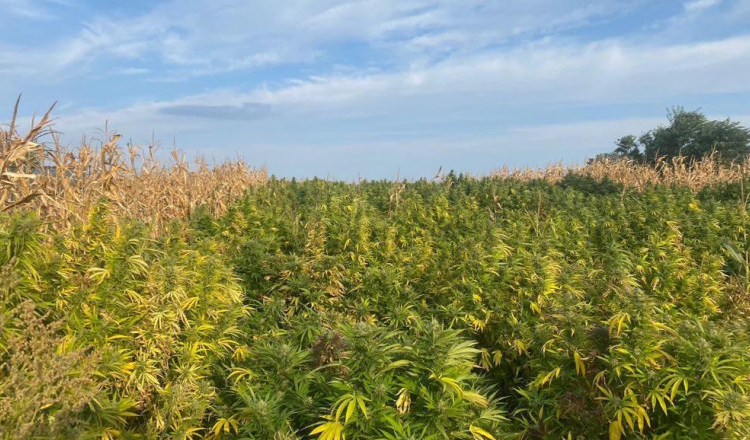 Cultură de canabis de 1,2 tone, ascunsă într-un lan de porumb în Neamț. Doi traficanți furau de la „cultivator” ca să vândă mai departe