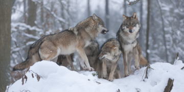 Comisia Europeană nu mai vrea „protecție strictă” pentru lupi. Ceartă între crescătorii de animale și activiștii de mediu