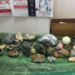 O femeie a vrut să ducă în Marea Britanie zeci de flori de mină, dar a fost oprită pe Aeroportul Cluj Napoca
