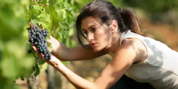 5 sfaturi pentru diminuarea făinării la vița de vie